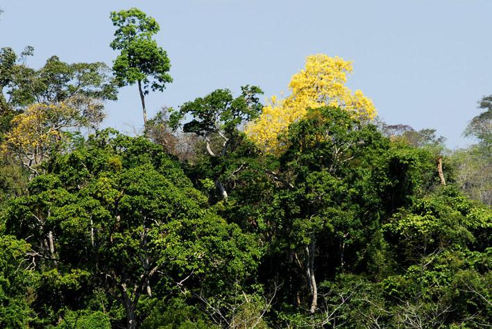 20070813-148577_-_Floresta_Rondolândia_2.jpg