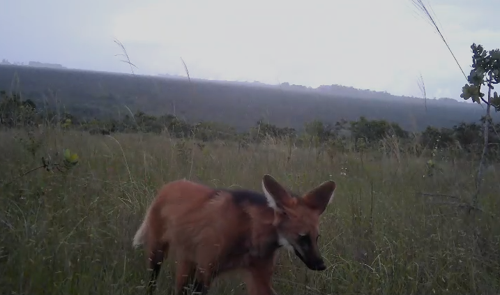 Lobo-Guara-monitoramento-mamiferos.png