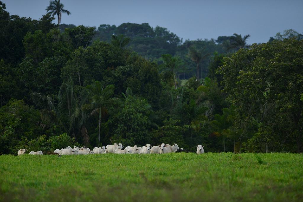 Sema_e_IDH_firmam_parceria_para_regularização_ambiental.jpg