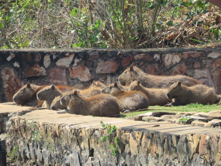 Capivara - Projeto 03