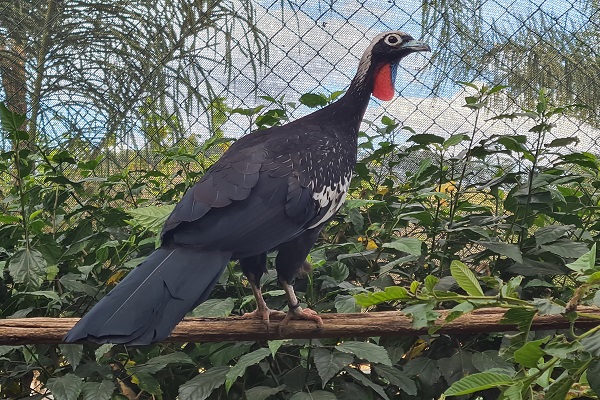 Credito Fazenda Cachoeira jacutinga Aburria jacutinga Dentro